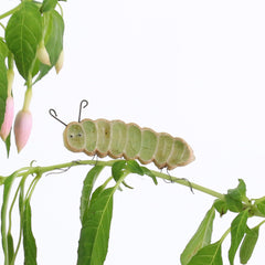 caterpillar in house plant Houseplant Gift | Plant Animal Decoration