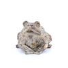 Kleiner Frosch