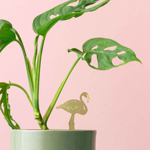 Plant Animal Flamingo