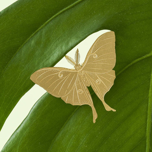 Plant Animal Lunar Moth