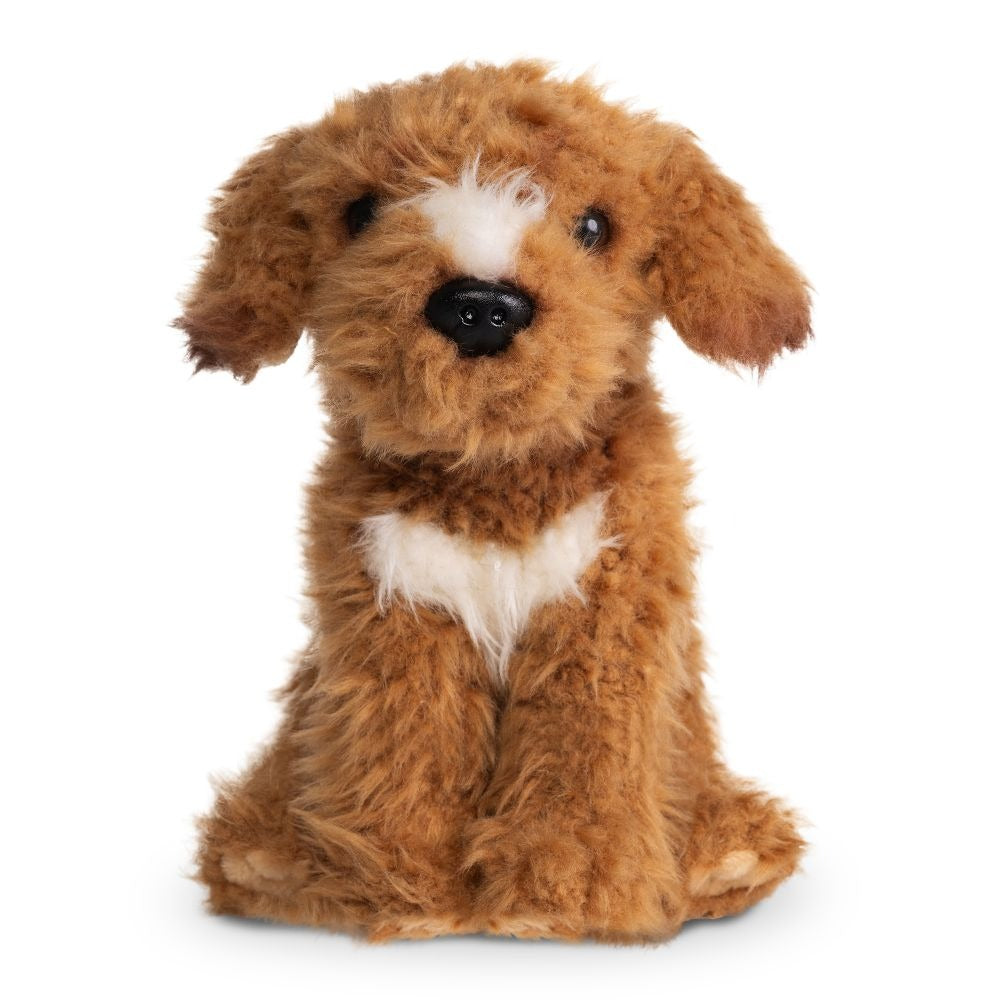 Labradoodle Brown