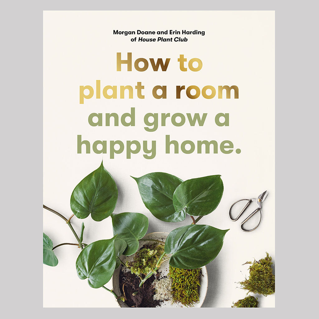 Wie man einen Raum bepflanzt und ein glückliches Zuhause schafft