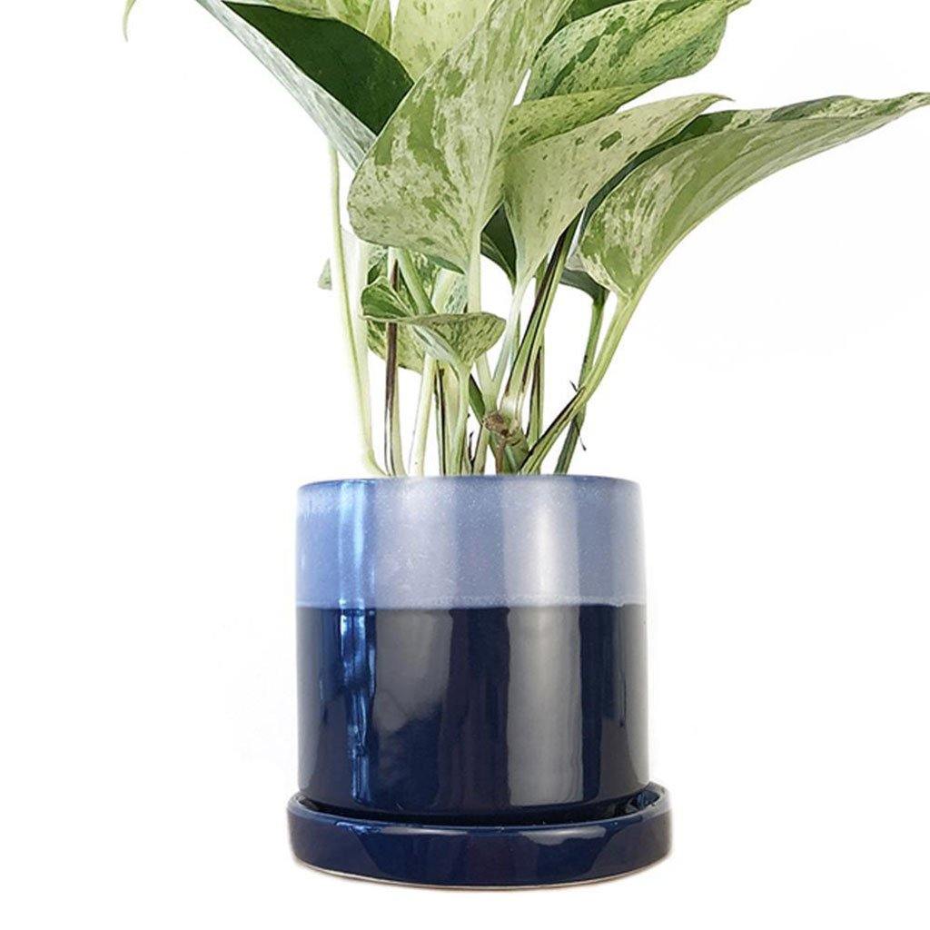 cobalt blue plant saucer Big Minute Pot & Saucer Cobalt Blue – Insideout