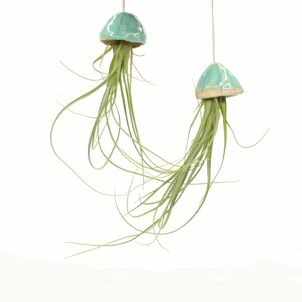 Handmade Ceramic Jellyfish Air Plant - Insideout