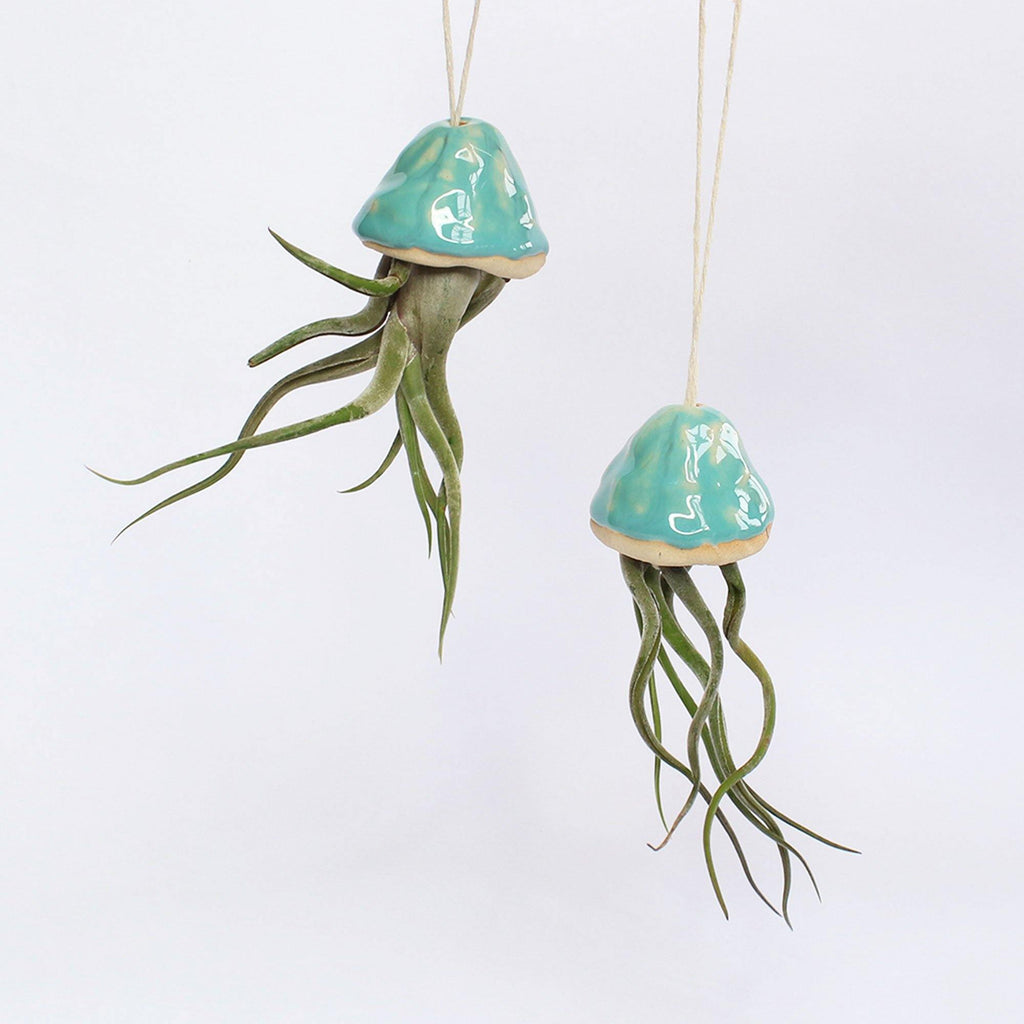 hanging jellyfish air plant Handmade Ceramic Jellyfish Air Plant By Habulous Ceramics – Insideout