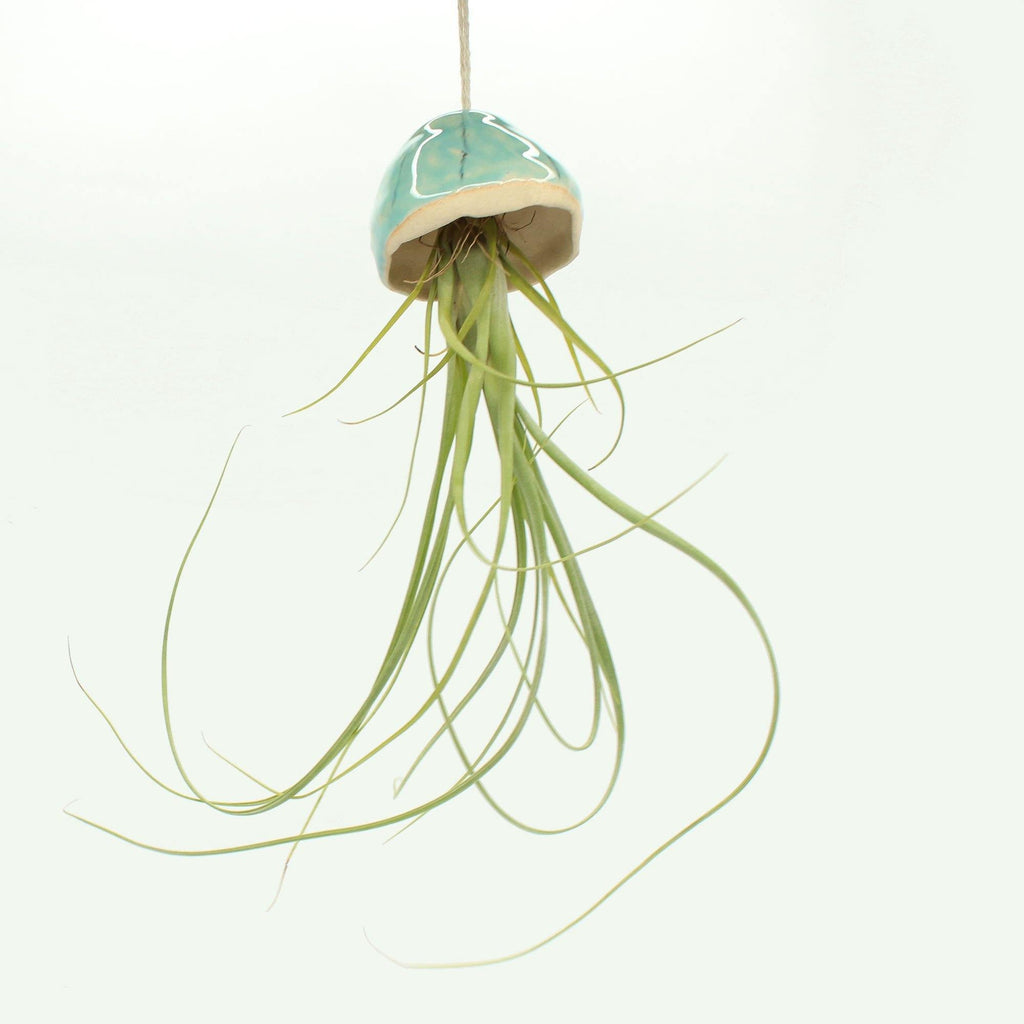 ceramic jellyfish air plant Handmade Ceramic Jellyfish Air Plant By Habulous Ceramics – Insideout